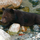 Illustration for article titled Thursidae - Ursus thibetanus Edition